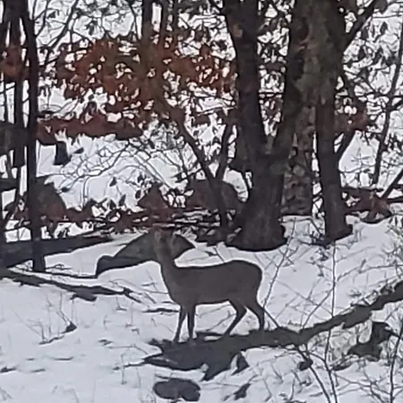 Апартаменты With Forrest View