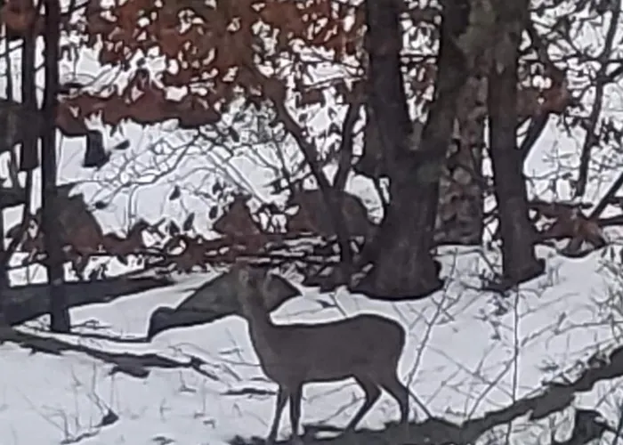 Apartament With Forrest View